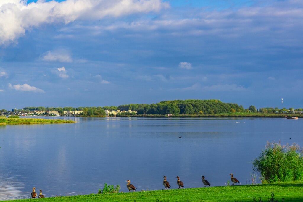 het water bij almere met de natuur